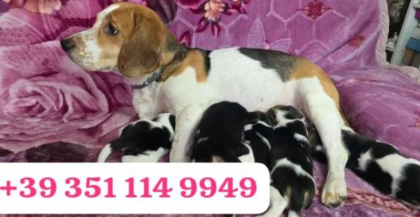regala un cucciolo di beagle maschio e uno femmina