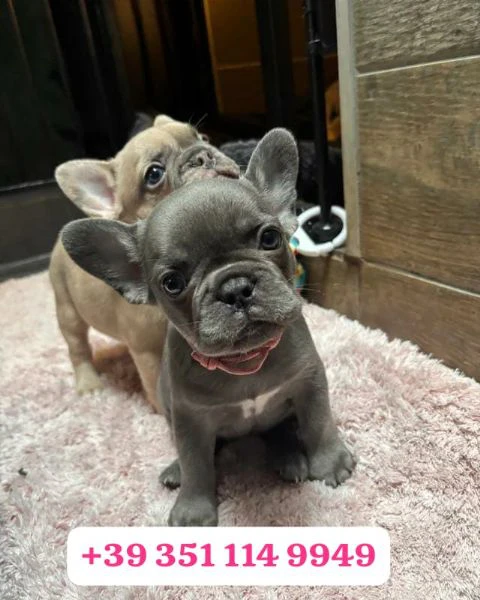 regala un cucciolo di bulldog francese maschio e uno femmina | Foto 1