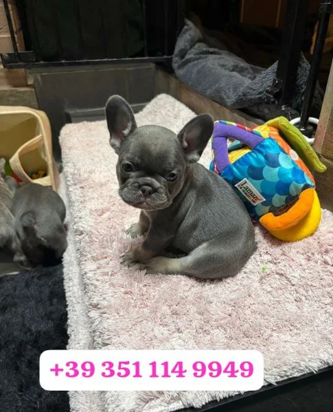 regala un cucciolo di bulldog francese maschio e uno femmina | Foto 0