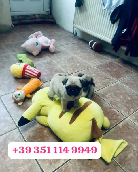 regala un cucciolo di carlino maschio e uno femmina | Foto 2