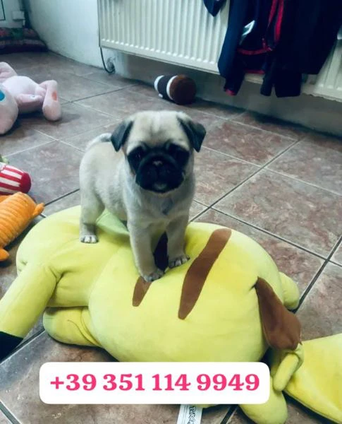 regala un cucciolo di carlino maschio e uno femmina | Foto 1