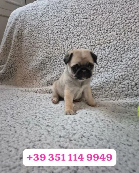 regala un cucciolo di carlino maschio e uno femmina