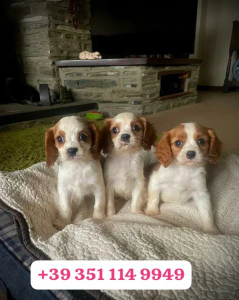 regala un cucciolo di cavalier king maschio e uno femmina | Foto 2