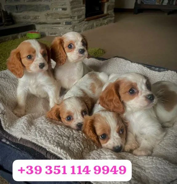 regala un cucciolo di cavalier king maschio e uno femmina