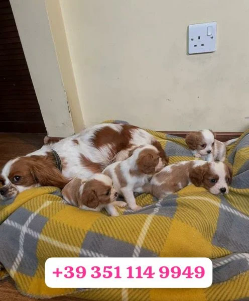 regala un cucciolo di cavalier king maschio e uno femmina | Foto 0