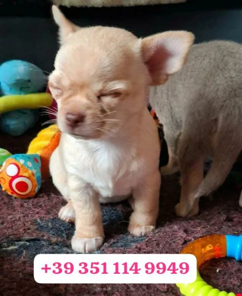 regala un cucciolo di chihuahua maschio e uno femmina | Foto 2