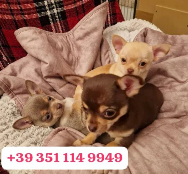 regala un cucciolo di chihuahua maschio e uno femmina | Foto 0