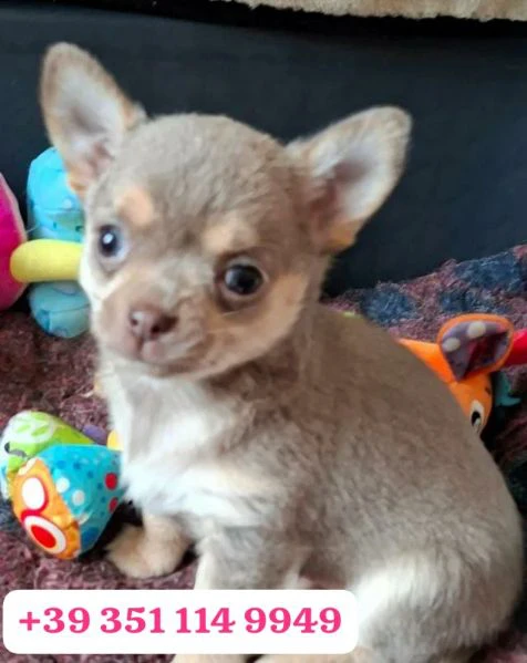 regala un cucciolo di chihuahua maschio e uno femmina