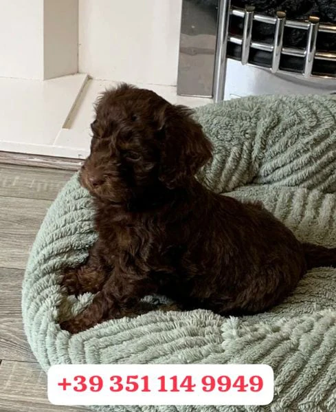 regala un cucciolo di cocker spaniel inglese maschio e uno femmina | Foto 2