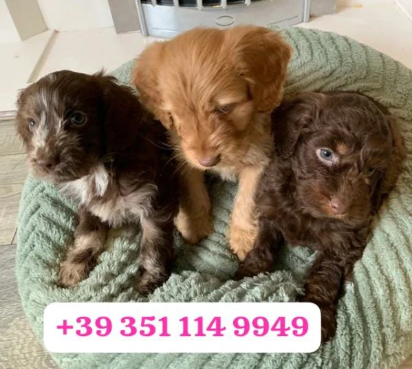 regala un cucciolo di cocker spaniel inglese maschio e uno femmina