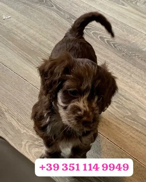 regala un cucciolo di cocker spaniel inglese maschio e uno femmina | Foto 0