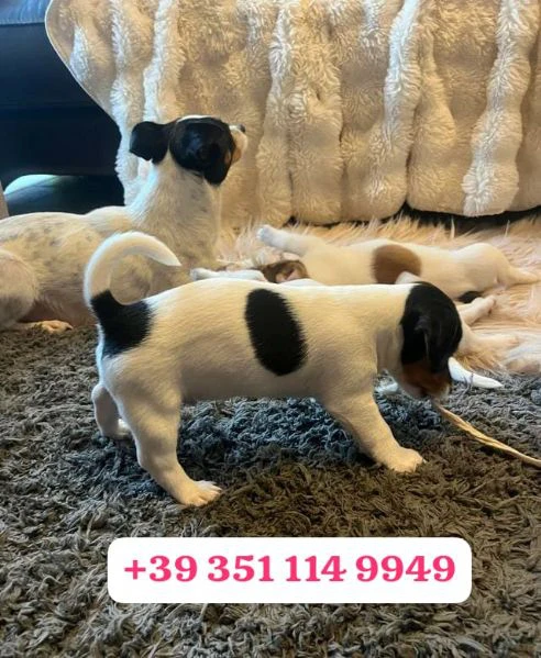 regala un cucciolo di jack russel maschio e uno femmina | Foto 1