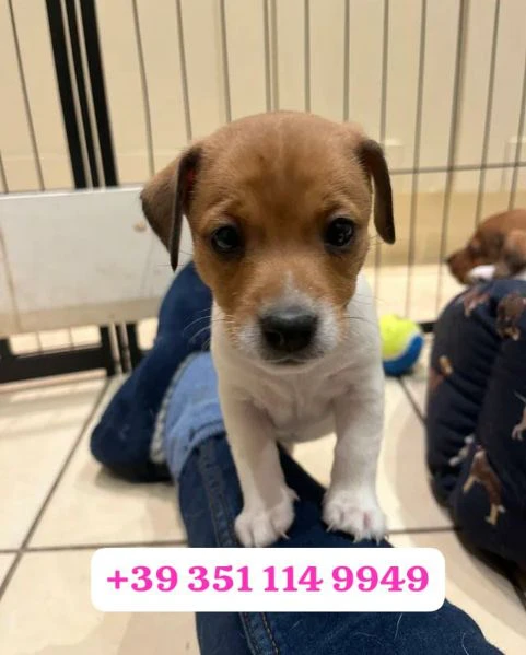 regala un cucciolo di jack russel maschio e uno femmina | Foto 0