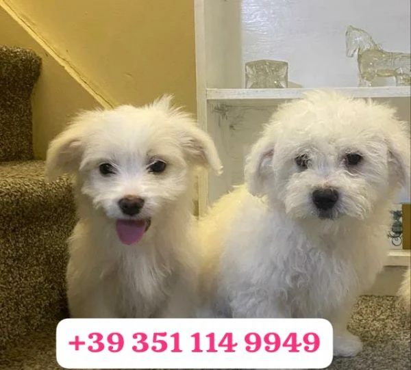 regala un cucciolo di maltese maschio e uno femmina