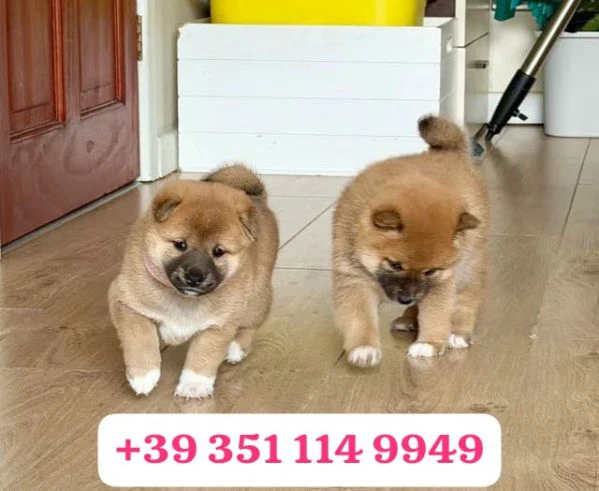 regala un cucciolo di shiba inu maschio e uno femmina