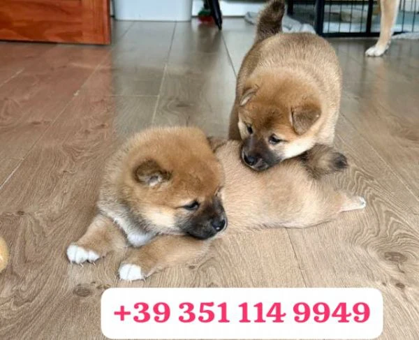 regala un cucciolo di shiba inu maschio e uno femmina | Foto 2