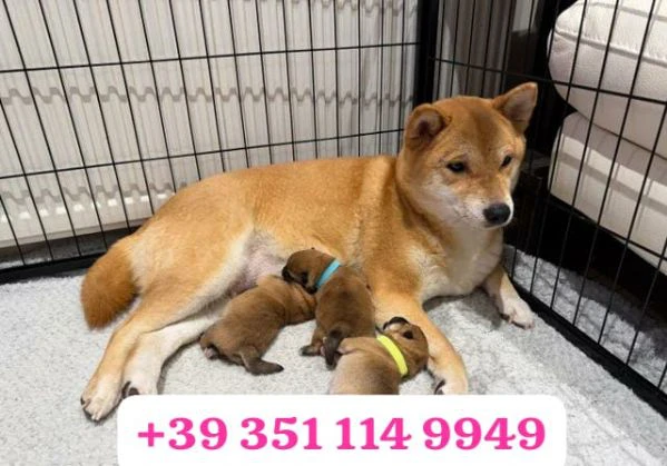 regala un cucciolo di shiba inu maschio e uno femmina | Foto 1