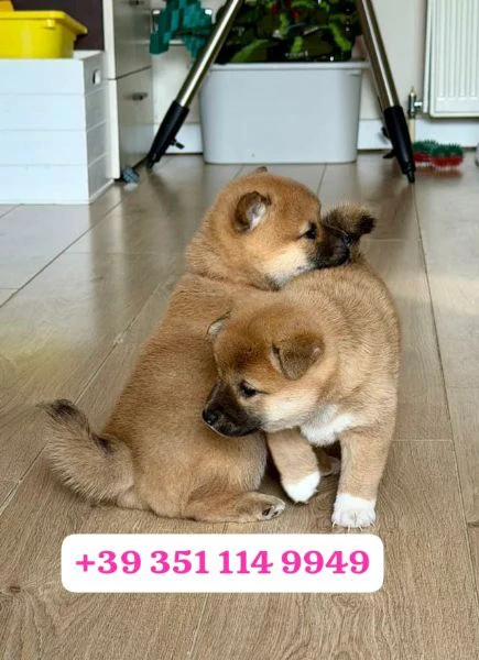 regala un cucciolo di shiba inu maschio e uno femmina | Foto 0