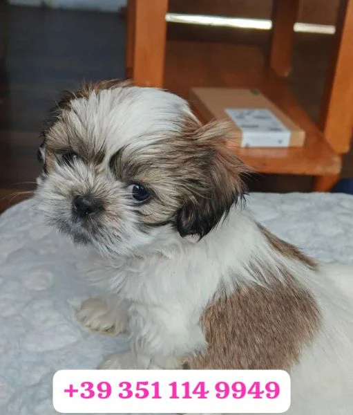 regala un cucciolo di shitzu maschio e uno femmina | Foto 2