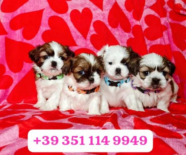 regala un cucciolo di shitzu maschio e uno femmina | Foto 0