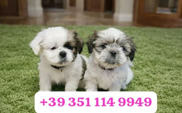 regala un cucciolo di shitzu maschio e uno femmina