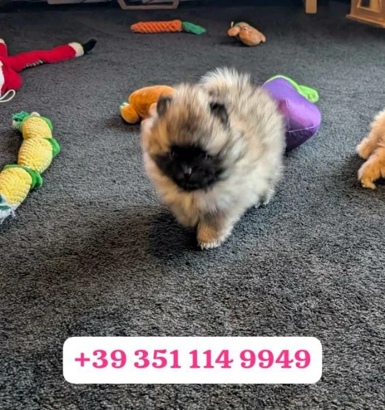 regala un cucciolo di volpino pomerania maschio e uno femmina | Foto 1