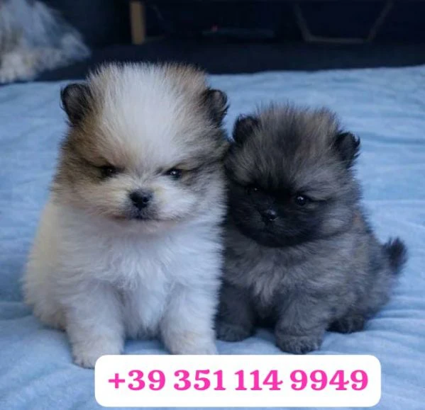 regala un cucciolo di volpino pomerania maschio e uno femmina