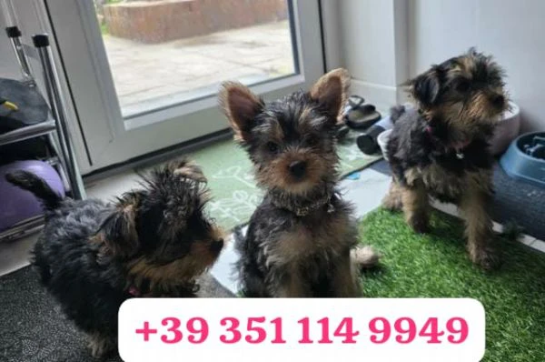 regala un cucciolo di yorkshire maschio e uno femmina | Foto 1