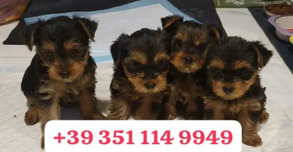 regala un cucciolo di yorkshire maschio e uno femmina