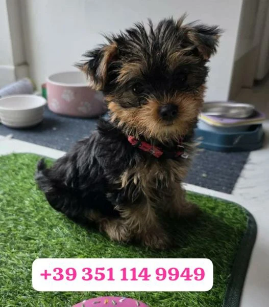 regala un cucciolo di yorkshire maschio e uno femmina | Foto 0