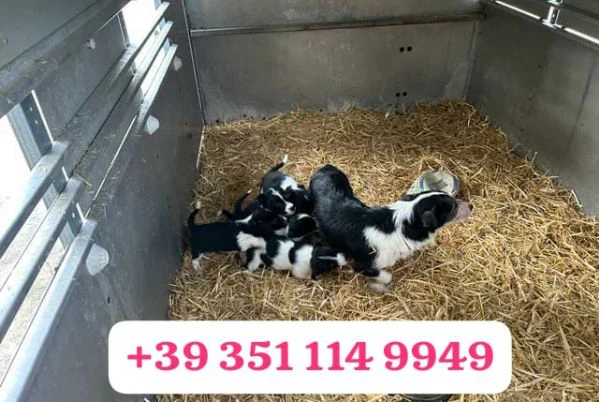 regala un cucciolo di border collie maschio e uno femmina | Foto 0