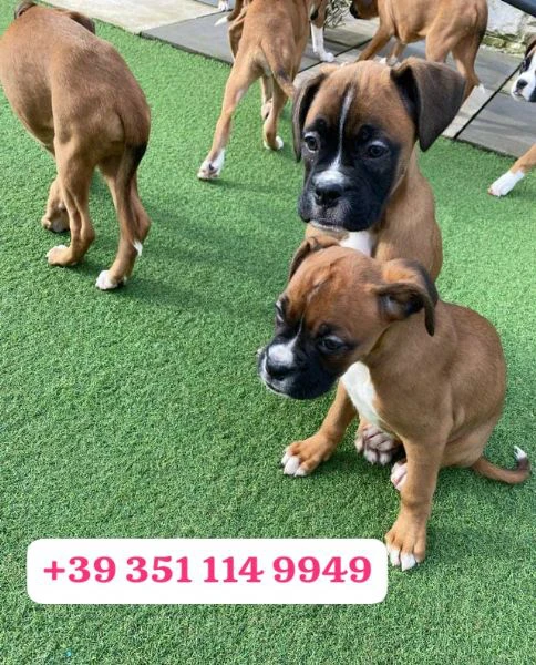 regala un cucciolo di boxer maschio e uno femmina | Foto 2