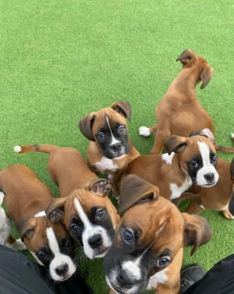 regala un cucciolo di boxer maschio e uno femmina | Foto 0