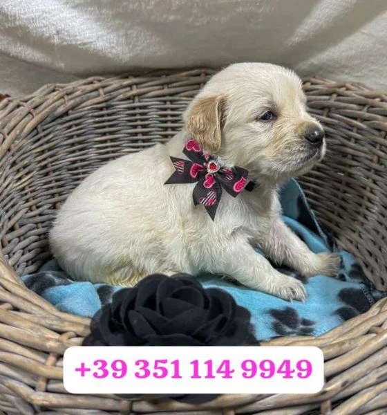 regala un cucciolo di golden retriever maschio e uno femmina | Foto 2