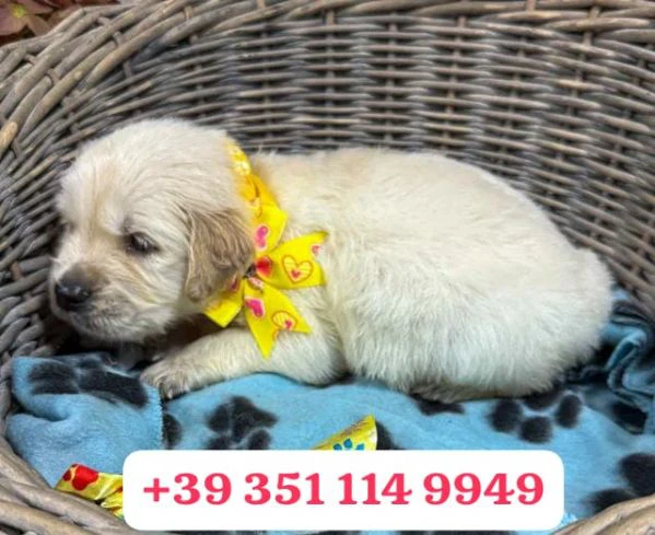 regala un cucciolo di golden retriever maschio e uno femmina