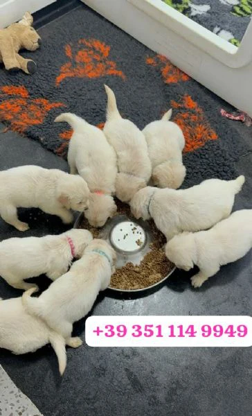 regala un cucciolo di golden retriever maschio e uno femmina | Foto 1