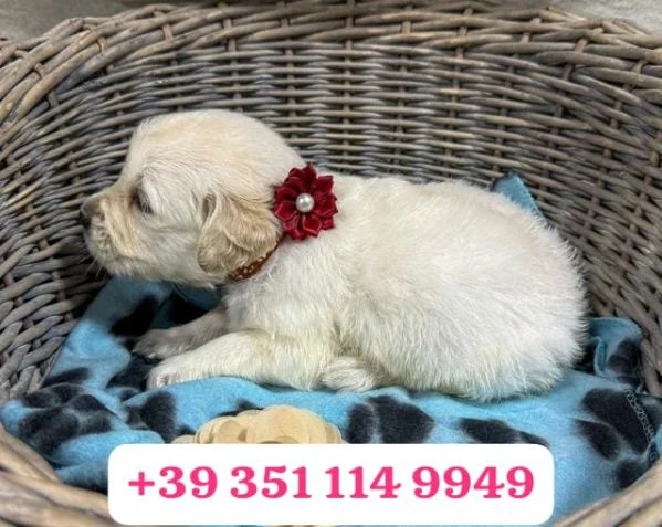 regala un cucciolo di golden retriever maschio e uno femmina | Foto 0