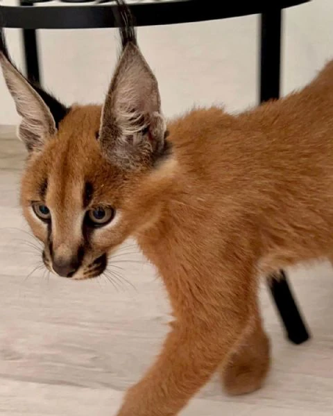 gattino caracal, caracat disponibile | Foto 1