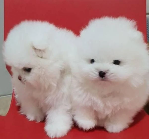  spitz tedesco nano detto volpino di pomerania toy