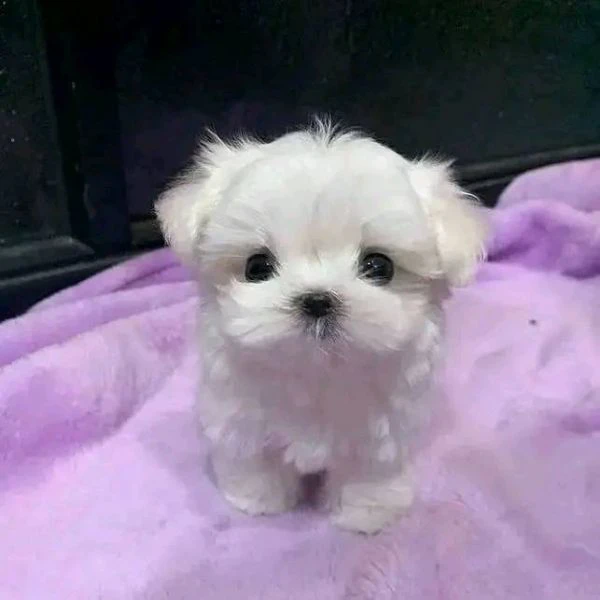 cuccioli maltese toy