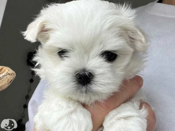 cuccioli di  maltese | Foto 5