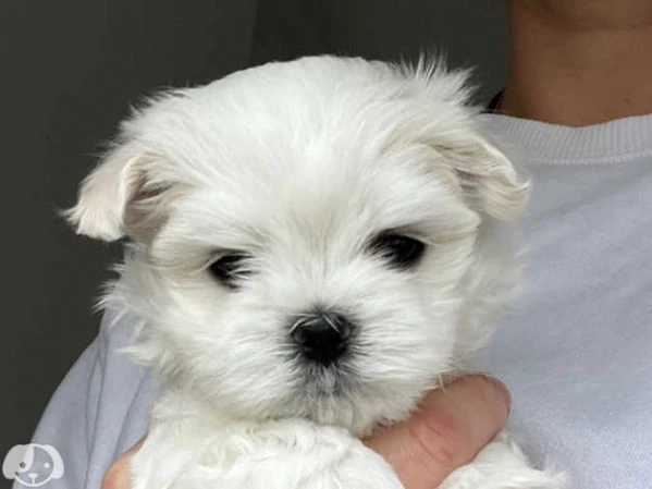 cuccioli di  maltese | Foto 4
