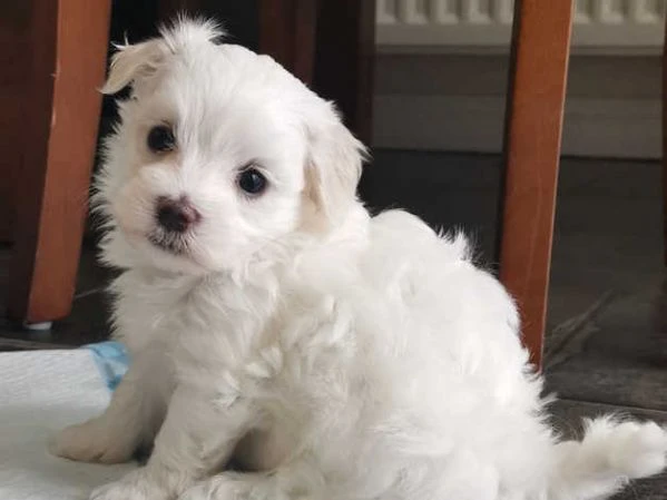 cuccioli di  maltese | Foto 3