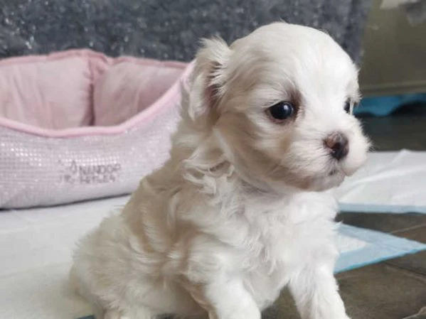 cuccioli di  maltese | Foto 0