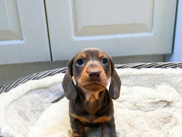 splendidi cuccioli di bassotto | Foto 1