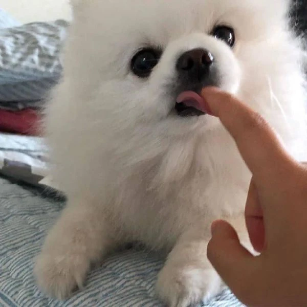 bellissimo cucciolo di pomerania | Foto 2