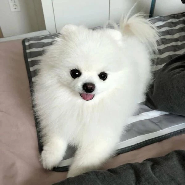 bellissimo cucciolo di pomerania | Foto 1