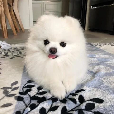 bellissimo cucciolo di pomerania