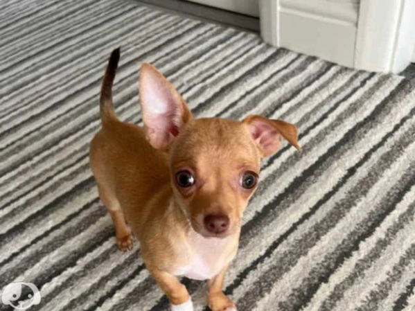 cuccioli di chihuahua | Foto 2