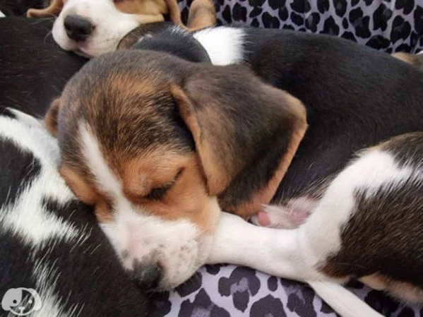 beagle | Foto 4